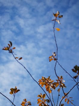 Last few autumn leaves against sky