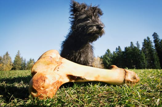 Dog with bone