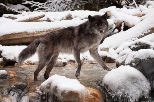 Wolf