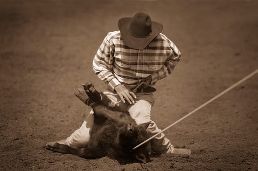 Cowboy roping calf