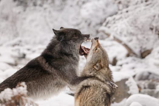 Wolves