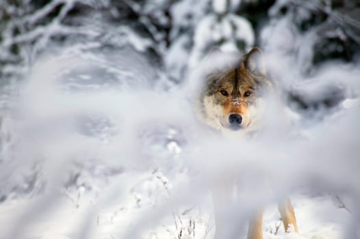 Wolf