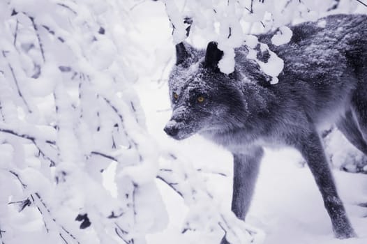 Lone wolf in snow