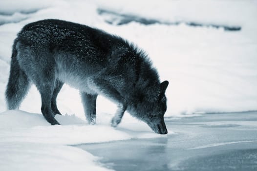 Wolf drinking from river
