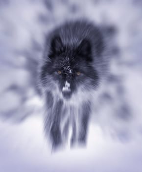 Lone wolf