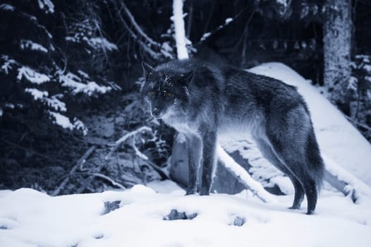 Lone wolf in snow