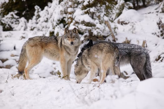Three wolves in the snow