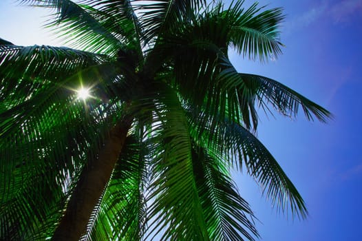 Palm tree