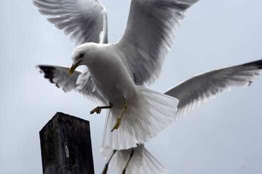 Seagull (Seagull) in flight