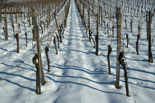 Vineyard in winter with snow