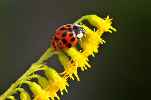 Now they are back in the garden...