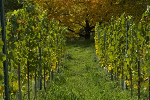 Vineyard and maple tree in autumn