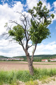 single tree and field