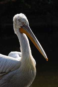 Pelican in sunlight