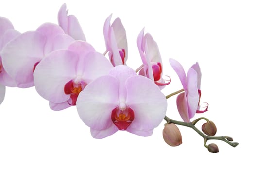 Orchid