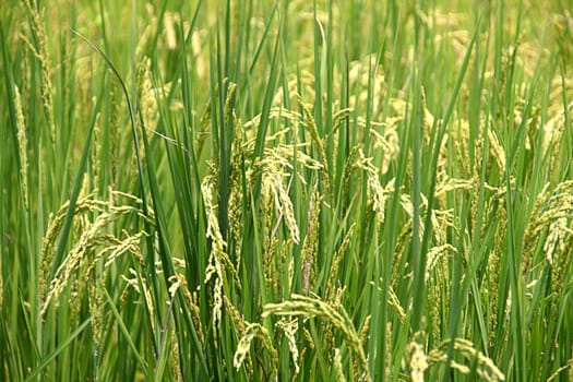 Rice field in Asia