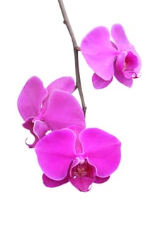 Orchid