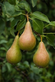 Riping pears on a tree