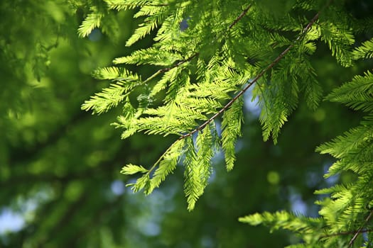 Green pine leaves background