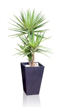 Tropical house plant - yucca