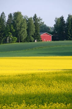 Rapeseed field