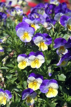 pansy