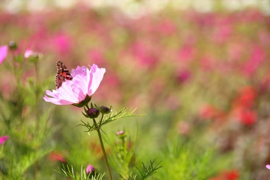 Cosmos flower and butterfly