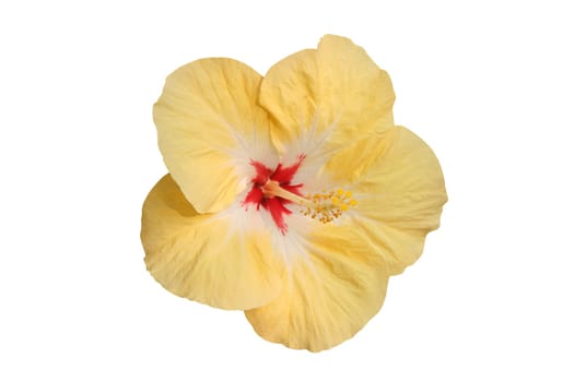 Hibiscus flower