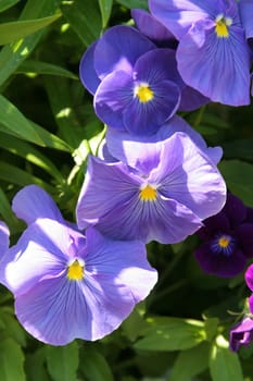 pansy