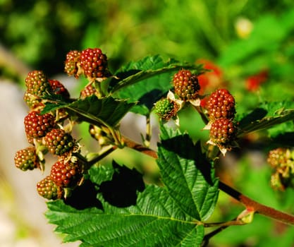 raspberries