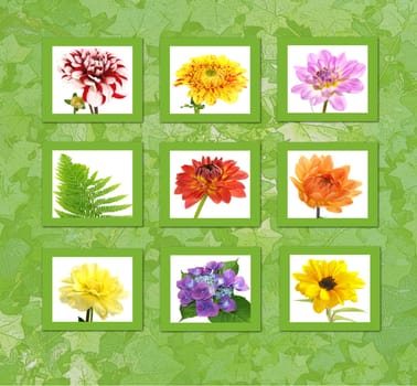 Flower Collage
