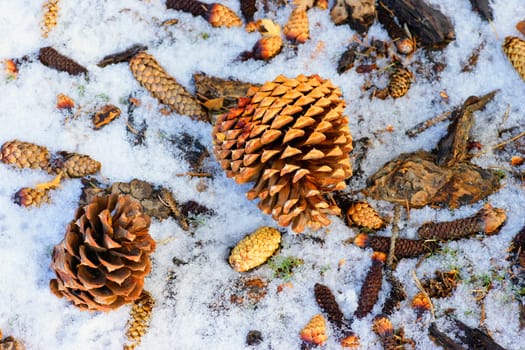 Fallen pine cones