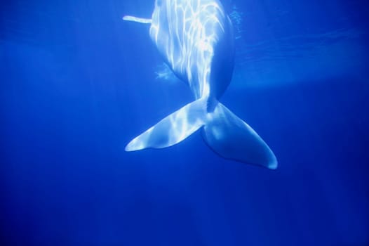 Whale swimming away