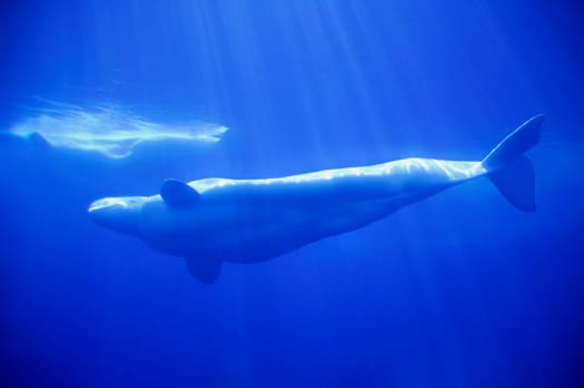 Whales