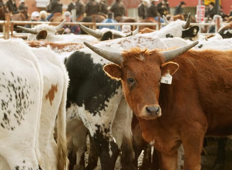 Herd of cattle