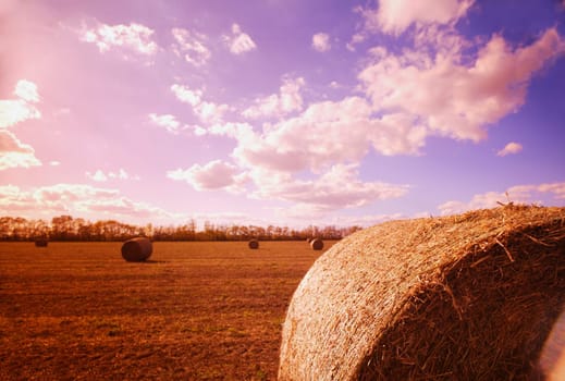 Harvested hay