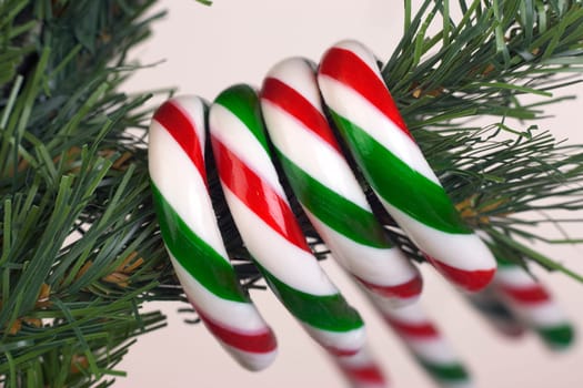 Candy canes hanging from tree