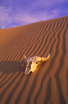 Skull in desert