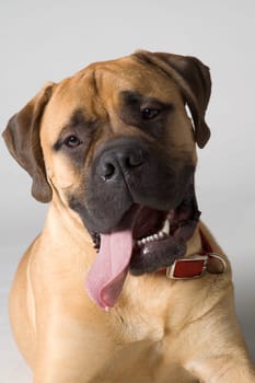 Portrait of a Bull Mastiff