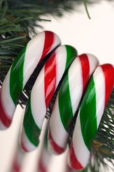 Candy canes hanging from tree