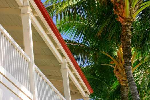 Palm trees beside building