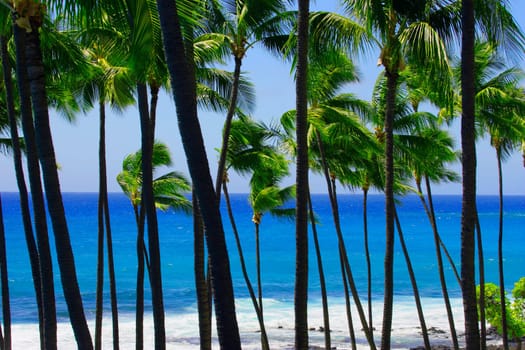 Palm trees in Hawaii