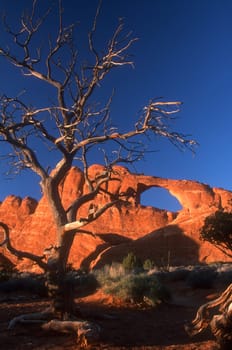 Dead tree