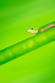 Green Gecko
