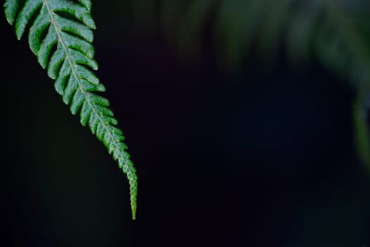 Tip of a fern frond