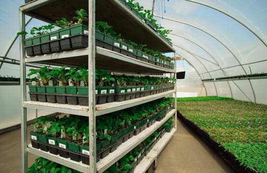 Commercial plant growing
