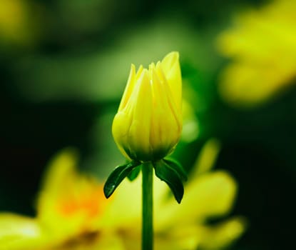 Budding flower