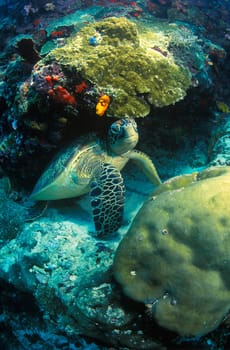 Sea turtle