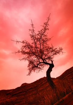 Silhouette of shrub tree