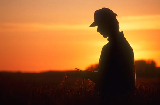 Farmer looking at crop